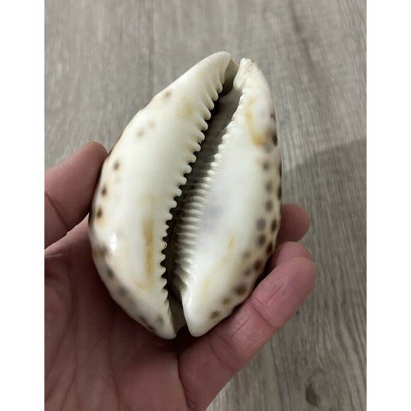 Cypraea Tigris Shell Spotted Seashell Beach Ocean Decor - Picture 5 of 7